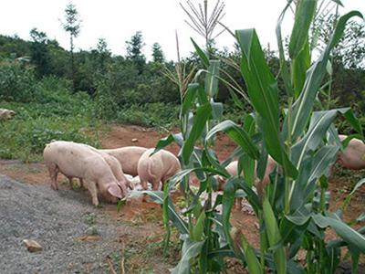 生猪养殖基地